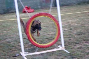 club-canino-green-house